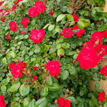 La Maison Des Roses Chadrac Dış mekan fotoğraf