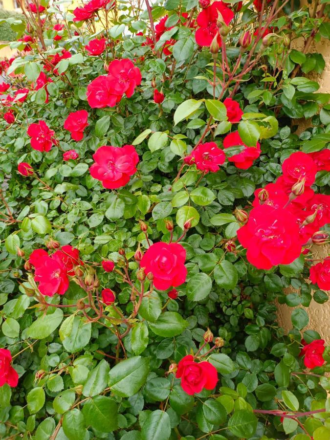 La Maison Des Roses Chadrac Dış mekan fotoğraf